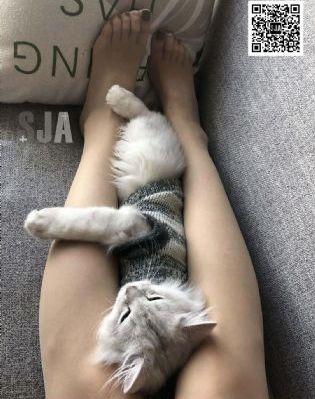 二次元动画制作软件_高清全集免费观看